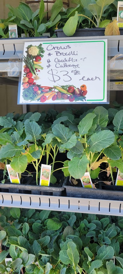 Main Fruit Market. (Crows)